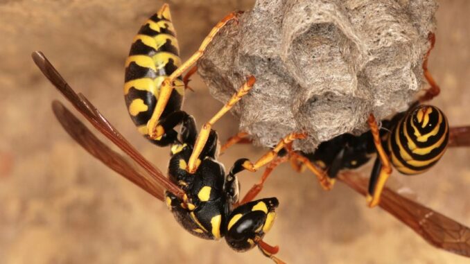 Sind Wespen sinnlose Störenfriede?