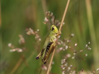 Heuschrecken – Lautmaler & Weitspringer