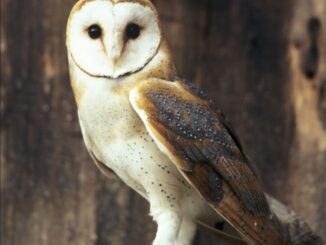 Lautlose Nachbarn – wie Eulen in unseren Siedlungsgebieten (über-)leben