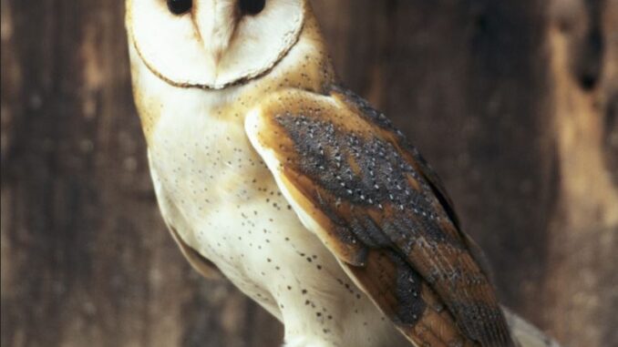 Lautlose Nachbarn – wie Eulen in unseren Siedlungsgebieten (über-)leben