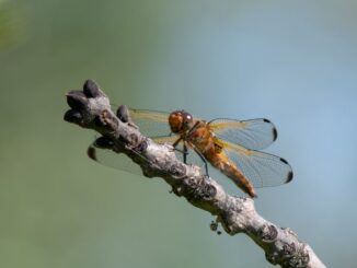 Libellen – bunt schillernde Luftakrobaten