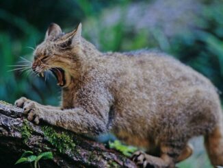 Die leise Rückkehr der wilden Samtpfoten