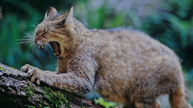 Die leise Rückkehr der wilden Samtpfoten