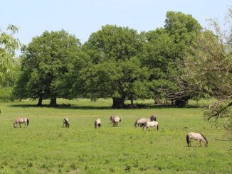 WWF: Renaturierte Au zeigt Klimaschutz-Potential