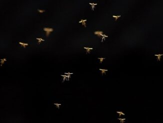 Gelsen: Wofür sind die denn gut?