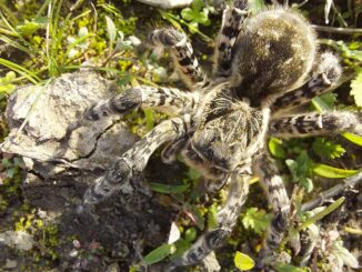 Aufgepasst: Taranteln im „Vormarsch“ Südrussische & Schwarzbäuchige Taranteln melden & schützen