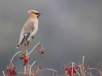 Österreichs gefiederte Wintergäste im Anflug