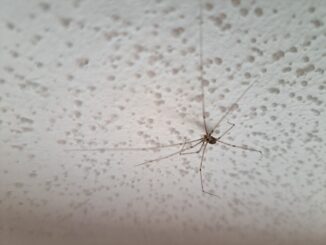 Unsere besten Mitbewohner*innen