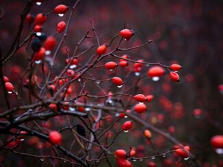 Eine Hecke für alle Zwecke – neues Poster für Gartenplanung