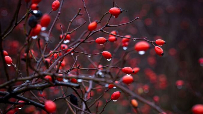 Eine Hecke für alle Zwecke – neues Poster für Gartenplanung