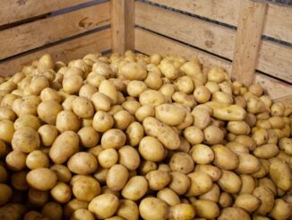 Die Kartoffellager sind gut gefüllt – die österreichische Speisekartoffel ist so billig wie seit Jahren nicht mehr. © Land schafft Leben