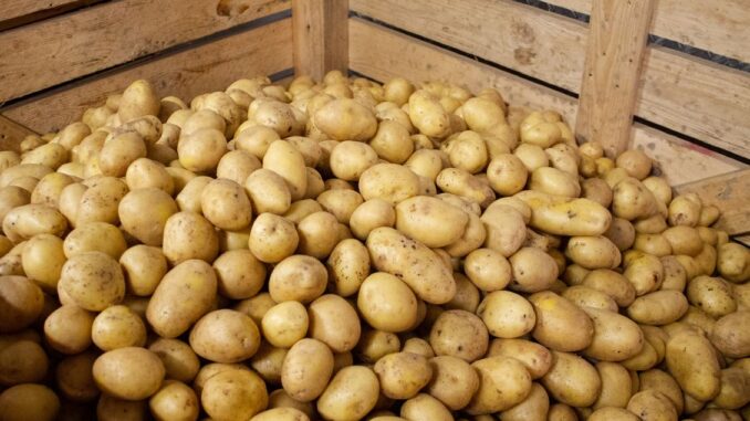 Die Kartoffellager sind gut gefüllt – die österreichische Speisekartoffel ist so billig wie seit Jahren nicht mehr. © Land schafft Leben