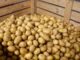 Die Kartoffellager sind gut gefüllt – die österreichische Speisekartoffel ist so billig wie seit Jahren nicht mehr. © Land schafft Leben