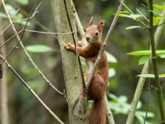 Eichhörnchen im Winter: Kleine Nager mit großem Gedächtnis