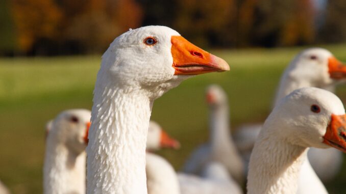 Jeder Gans in Österreich – egal ob in biologischer oder konventioneller Haltung – muss ein Auslauf zur Verfügung stehen. © Land schafft Leben
