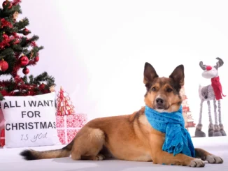 Tiere unterm Christbaum? Das große Entzücken weicht oft schnell der Ernüchterung