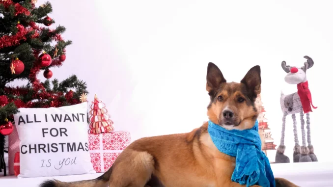 Tiere unterm Christbaum? Das große Entzücken weicht oft schnell der Ernüchterung