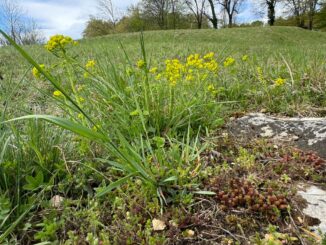 Natur freikaufen – Lebensräume retten