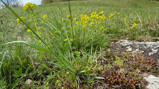 Natur freikaufen – Lebensräume retten