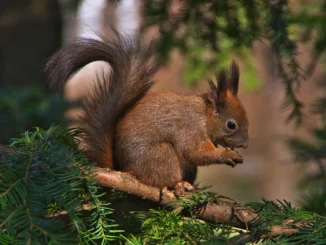 Winterhilfe für Eichhörnchen: So können wir die Kletterkünstler unterstützen