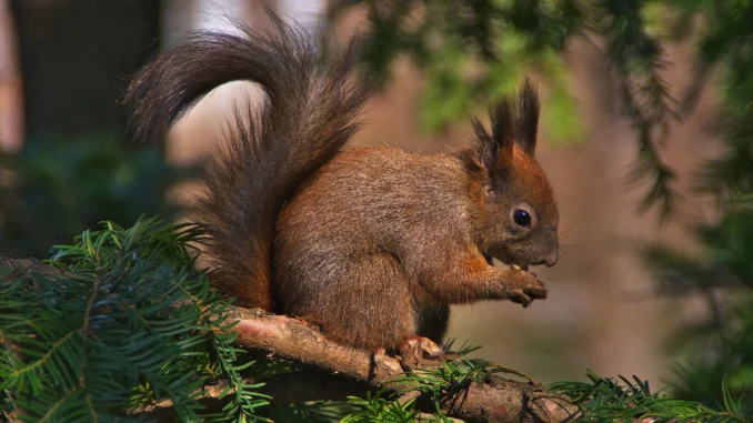 Winterhilfe für Eichhörnchen: So können wir die Kletterkünstler unterstützen