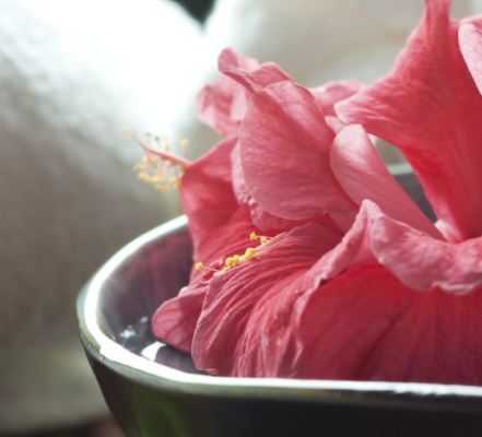 Garten der Aromen Helga Köck