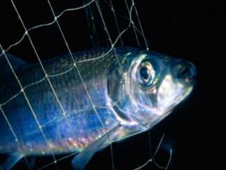 Aschermittwoch: WWF empfiehlt heimischen Bio-Fisch als Alternative zu Hering und Co