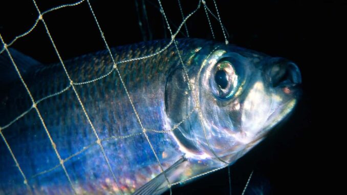 Aschermittwoch: WWF empfiehlt heimischen Bio-Fisch als Alternative zu Hering und Co