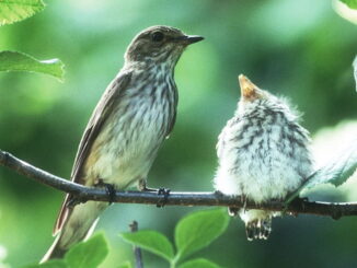 Nun ist DIE Zeit, um Nistkästen zu reparieren oder neue Nisthilfen anzubringen, denn bereits im März beginnt die Brutzeit vieler Singvögel