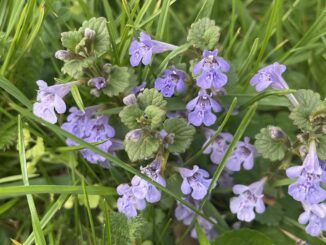 Unkraut vergeht nicht