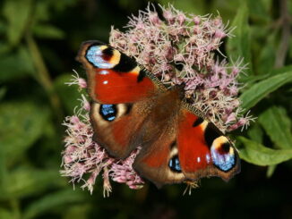 Tagfalter zählen & beim Citizen-Science-Award gewinnen!