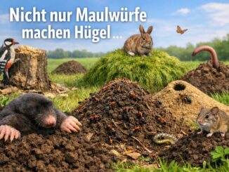 Nicht nur Maulwürfe machen Hügel …
