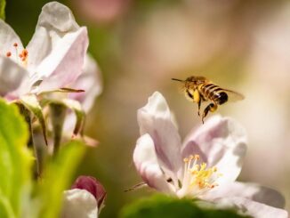 Frühlings-Check im Garten: Werden Sie zum Natur-Forscher für BIODIVERCITI!