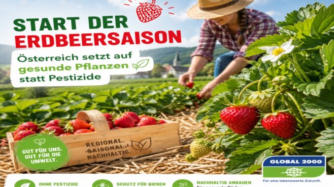 Start der Erdbeersaison: Österreich setzt auf gesunde Pflanzen statt Pestizide